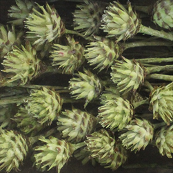 PLUMOSUM I FROSTED LIME TRAY ( 50 PC ) - velkoobchod, dovoz květin, řezané květiny Brno