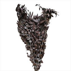 PRESERVED EUCALYPTUS BABY BLUE FOLIAGE ABSORBTION RED SLEEVE ( 150 g ) - velkoobchod, dovoz květin, řezané květiny Brno