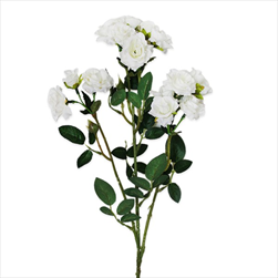 Růže trsová 70cm bílá - velkoobchod, dovoz květin, řezané květiny Brno