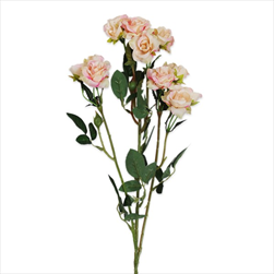 Růže trsová 70cm krém/oranž - velkoobchod, dovoz květin, řezané květiny Brno