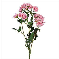Růže trsová 70cm růžová - velkoobchod, dovoz květin, řezané květiny Brno