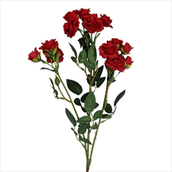 Růže trsová 70cm červená - velkoobchod, dovoz květin, řezané květiny Brno
