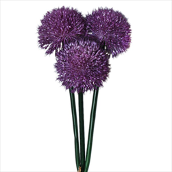 Česnek pvc x3/pr.7V42cm fialová - velkoobchod, dovoz květin, řezané květiny Brno