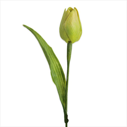 Tulipán latex 41cm sv.zelená - velkoobchod, dovoz květin, řezané květiny Brno