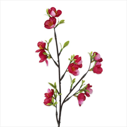 Jabloň větev 46cm - velkoobchod, dovoz květin, řezané květiny Brno