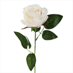 Růže na stonku 51cm krém/růžová - velkoobchod, dovoz květin, řezané květiny Brno