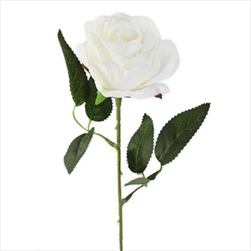 Růže na stonku 51cm bílá - velkoobchod, dovoz květin, řezané květiny Brno