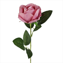 Růže na stonku 51cm růžová - velkoobchod, dovoz květin, řezané květiny Brno