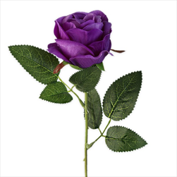 Růže na stonku 51cm modrá - velkoobchod, dovoz květin, řezané květiny Brno