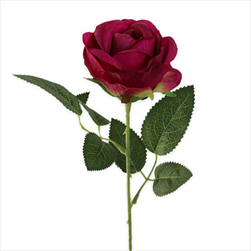 Růže na stonku 51cm tm.fialová - velkoobchod, dovoz květin, řezané květiny Brno