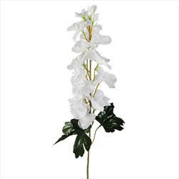 Delphinium 76cm bílá - velkoobchod, dovoz květin, řezané květiny Brno