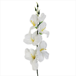 Mečík 53cm bílá - velkoobchod, dovoz květin, řezané květiny Brno