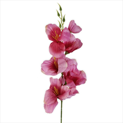 Mečík 53cm růžová - velkoobchod, dovoz květin, řezané květiny Brno