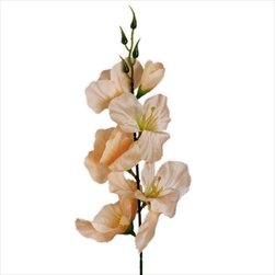 Mečík 53cm meruňka - velkoobchod, dovoz květin, řezané květiny Brno