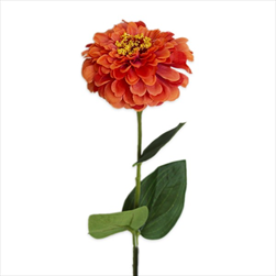 Cínie 58cm tm.oranž - velkoobchod, dovoz květin, řezané květiny Brno