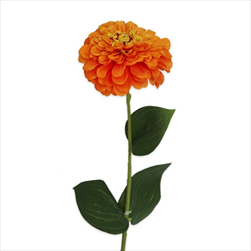 Cínie 58cm oranž - velkoobchod, dovoz květin, řezané květiny Brno