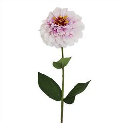 Cínie 58cm sv.lila - velkoobchod, dovoz květin, řezané květiny Brno