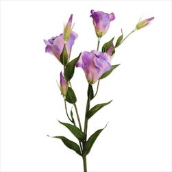 Eustoma 78cm lila - velkoobchod, dovoz květin, řezané květiny Brno