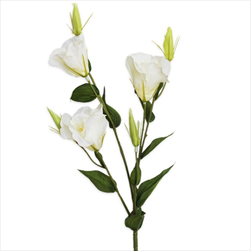 Eustoma 78cm bílá - velkoobchod, dovoz květin, řezané květiny Brno