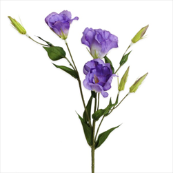 Eustoma 78cm fialová - velkoobchod, dovoz květin, řezané květiny Brno