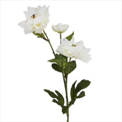 Hibiscus x3/66cm bílá - velkoobchod, dovoz květin, řezané květiny Brno