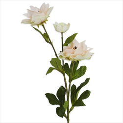 Hibiscus x3/66cm krém/meruňka - velkoobchod, dovoz květin, řezané květiny Brno