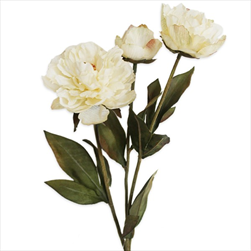 Pivoňky x3/53cm krém - velkoobchod, dovoz květin, řezané květiny Brno