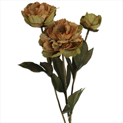 Pivoňky x3/53cm zelená - velkoobchod, dovoz květin, řezané květiny Brno