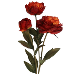 Pivoňky x3/53cm tm.oranž - velkoobchod, dovoz květin, řezané květiny Brno