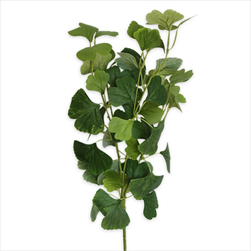 Ginko větev 76cm - velkoobchod, dovoz květin, řezané květiny Brno