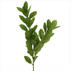 Citroník větev 68cm - velkoobchod, dovoz květin, řezané květiny Brno