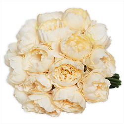 Pivoňky kytice x18/24cm šampáň - velkoobchod, dovoz květin, řezané květiny Brno