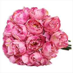 Pivoňky kytice x18/24cm tm.růžová - velkoobchod, dovoz květin, řezané květiny Brno