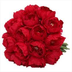 Pivoňky kytice x18/24cm červená - velkoobchod, dovoz květin, řezané květiny Brno
