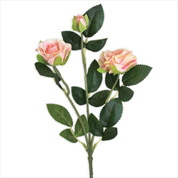 Růže trsová větev x3/38cm růžová - velkoobchod, dovoz květin, řezané květiny Brno