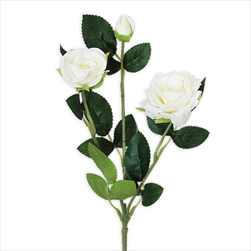 Růže trsová větev x3/38cm bílá - velkoobchod, dovoz květin, řezané květiny Brno