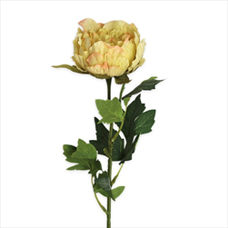 Pivoňka pr.10,5V62,5cm sv.zelená - velkoobchod, dovoz květin, řezané květiny Brno