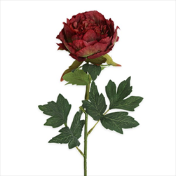 Pivoňka pr.10,5V62,5cm bordó - velkoobchod, dovoz květin, řezané květiny Brno