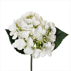Hortenzie pr.15V43cm krém - velkoobchod, dovoz květin, řezané květiny Brno