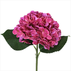 Hortenzie pr.15V43cm  tm.růžová - velkoobchod, dovoz květin, řezané květiny Brno