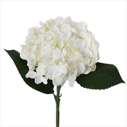 Hortenzie pr.15V43cm  krém - velkoobchod, dovoz květin, řezané květiny Brno