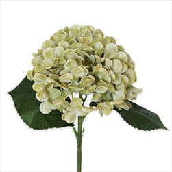 Hortenzie pr.15V43cm  zelená - velkoobchod, dovoz květin, řezané květiny Brno