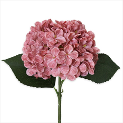 Hortenzie pr.15V43cm  starorůžová - velkoobchod, dovoz květin, řezané květiny Brno