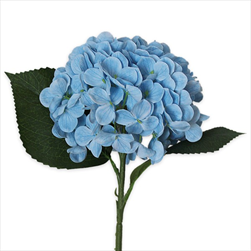 Hortenzie pr.15V43cm  sv.modrá - velkoobchod, dovoz květin, řezané květiny Brno