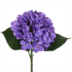 Hortenzie pr.15V43cm  tm.fialová - velkoobchod, dovoz květin, řezané květiny Brno