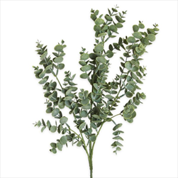 Eucalyptus keřík 49cm - velkoobchod, dovoz květin, řezané květiny Brno