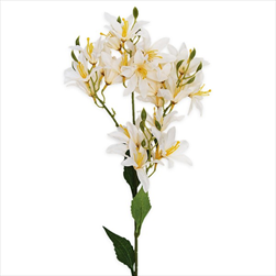 Hyacint větev x24/66cm šampáň - velkoobchod, dovoz květin, řezané květiny Brno