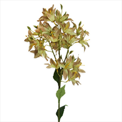 Hyacint větev x24/66cm zelená - velkoobchod, dovoz květin, řezané květiny Brno