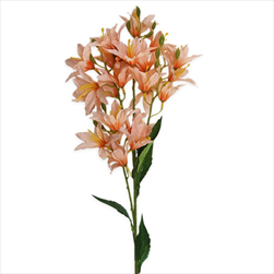 Hyacint větev x24/66cm korálová - velkoobchod, dovoz květin, řezané květiny Brno