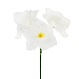 Narcis trs 35cm krém - velkoobchod, dovoz květin, řezané květiny Brno